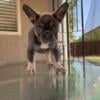 Female French Bulldog Puppy