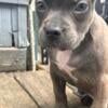 Female American Bully Pup $1300