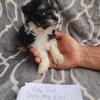 Male Chinese crested puff puppy 
