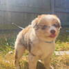 Toy size male Pomsky. 7 weeks. Chocolate Merle. Blue eyes. 