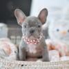 Poetic French Bulldog Tiny Penelope blue lilac female French Bulldog puppy