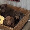 Dachshund