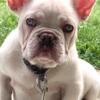 French bulldog puppy male