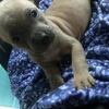 8week old puppies 