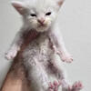 Mainecoon White male TICA