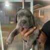 Full Blooded Cane Corso pups