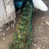 Peafowl bonded pair Indian Blue and white peahen