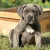 XL American Bully Puppies