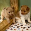 Pomeranian pups CKC registered