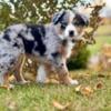 $400 Price Reduced! (Standard Size) Australian Shepherd Puppies