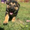 German Shepherd Puppies 