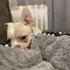 Male French bulldog puppy(AKC)