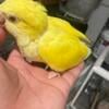 Quaker  parrot looking for new home