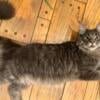 Maine Coon Blue tabby and brown tabby male kittens 7 months old