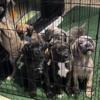 Cane Corso 5 months available now