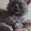 Blue Male Devon Rex SH CURLY