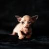 Male Bambino Kitten - Available - Hairless Sphynx Elf Bambino & Dwelf Kittens - Sphynxking.Com