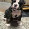 Olde English Bulldogge pups for sale! 