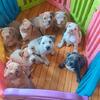 American bully puppies available 