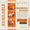 TICA Ragdoll Females