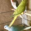 Cleartails