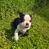 Black & White Frenchton Girl - Ricotta