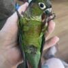 Beautiful green cheek conures for sale!