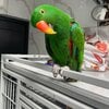 Tame 5 years Eclectus parrot