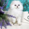 NEW Elite Scottish fold kitten from Europe with excellent pedigree, male. Taison