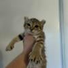 Highland Lynx Female Kitten in Montana - Curled ears, polydactyl , short tail