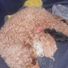 Very Sweet Cavapoo puppies available 