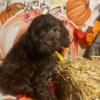 F1 cockapoo puppies  in NY, 1 male and 1 female