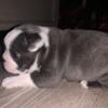 Blue male Boston terrier