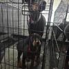 DOBERMAN PUPPIES