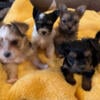 Exotic  Merle Yorkiefor sale