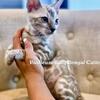 Luxury Bengal Kittens for sale