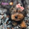 Yorkie Puppies ready to go home with you! 