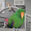 Male eclectus 