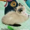 ragdoll tica registered