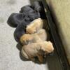 African Boerboel Puppies for sale