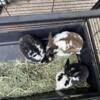 3 Rex/mini Rex rabbits