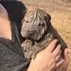 Bully/ Chinese Shar Pei