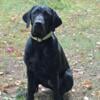 8-month-old AKC Labrador Retriever Price Reduced.