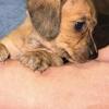 Mini Dachsunds short hair females