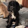 Cavapoo Female 9 Months