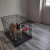 Presa canario