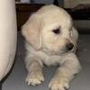AKC GOLDEN RETRIEVER MALES