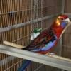 Adelaide Male Rosella and large cage ! 