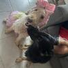 Male German Shepherd 1.5 years old