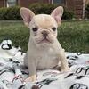 Falcon- Cream male- French Bulldog for sale in KY